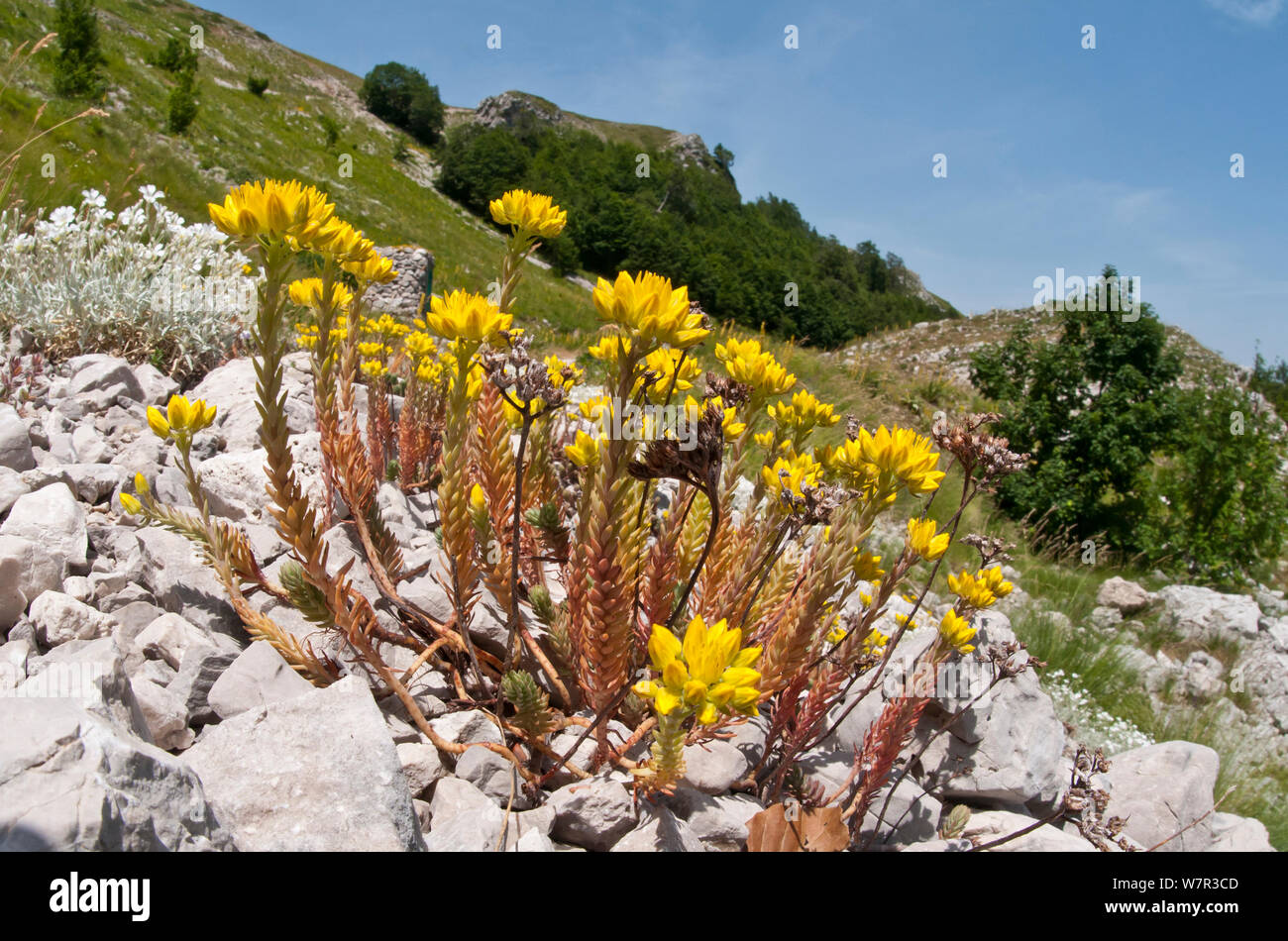 Stonecrop Sedum rupestre (Rock) en fleur, le Mont Terminillo, Rieti, Latium, Italie Banque D'Images