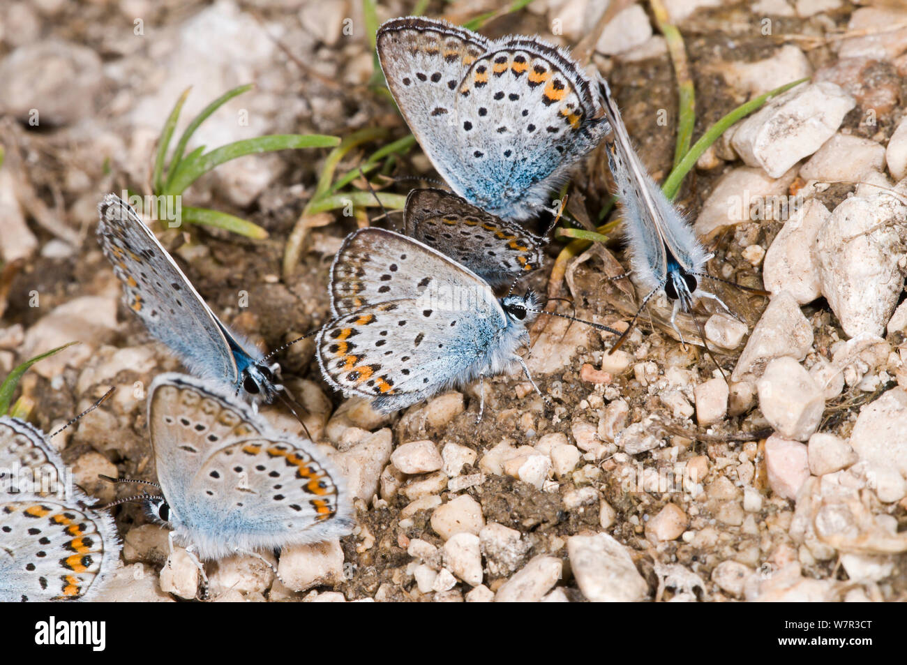 Papillons bleu commun (Polyommatus icarus) sur l'infiltration riche en minéraux, Piano Grande, Italie, juillet Banque D'Images