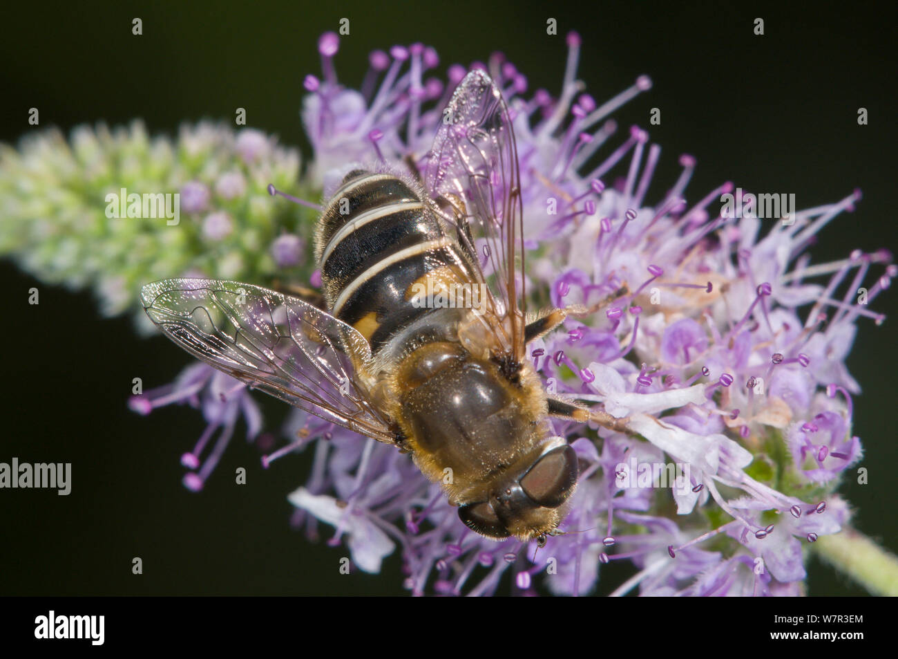 Hoverfly (Eristalis arbustorum) alimentation, près de Lago di Mezzano, Latera, lazio, Italie, juillet Banque D'Images