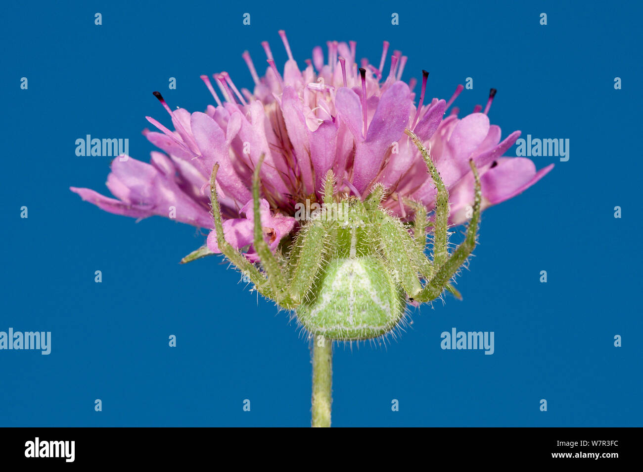 Heriaeus hirtus Cactus (araignée) une espèce de crabe araignée avec poils en soies, près de l'Torrealfina, Orvieto, Italie, juillet Banque D'Images