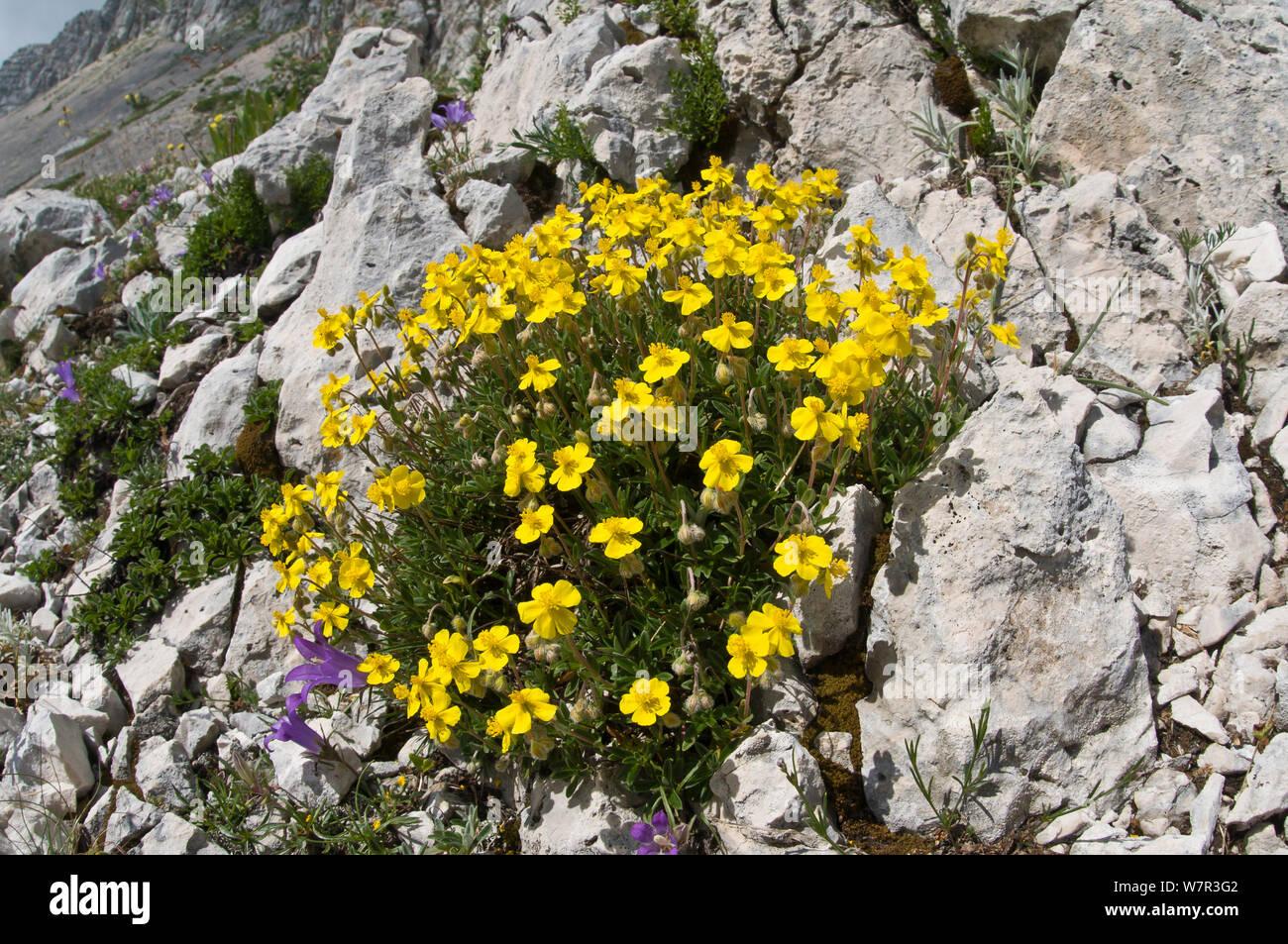 (Helianthemum oelandicum ciste alpin) en fleur, Terminillo, Rieti, Latium. L'Italie, juillet Banque D'Images