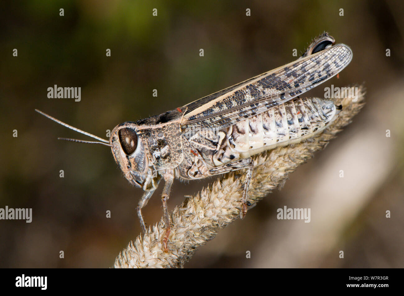 Cornes courtes (Calliptamus wattenwylianus sauterelle) Torrealfina, près de Orvieto, Italie, Août Banque D'Images