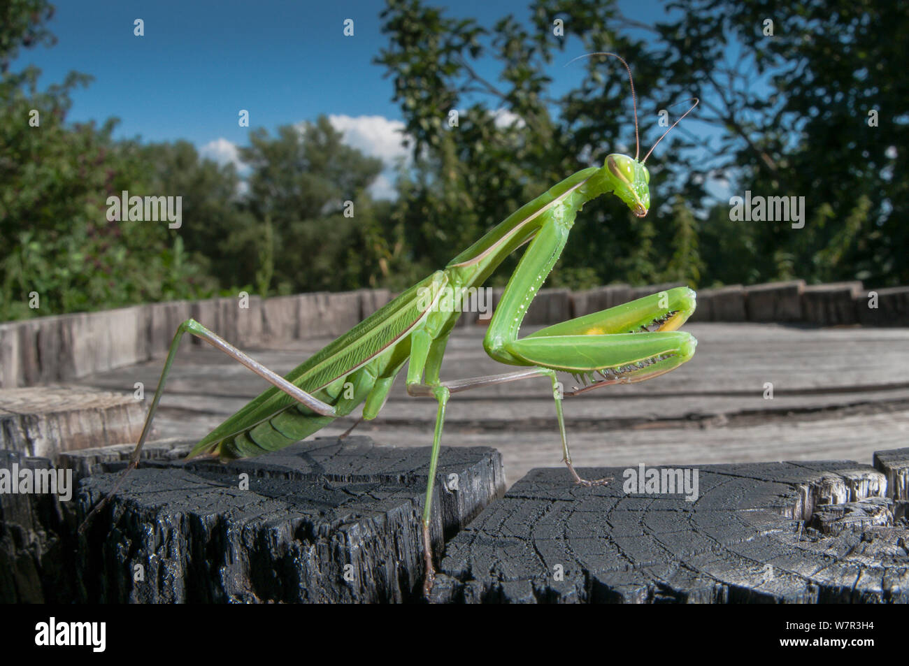 La mante religieuse (Mantis religiosa) dans jardin, Orvieto, Ombrie, Italie, Août Banque D'Images