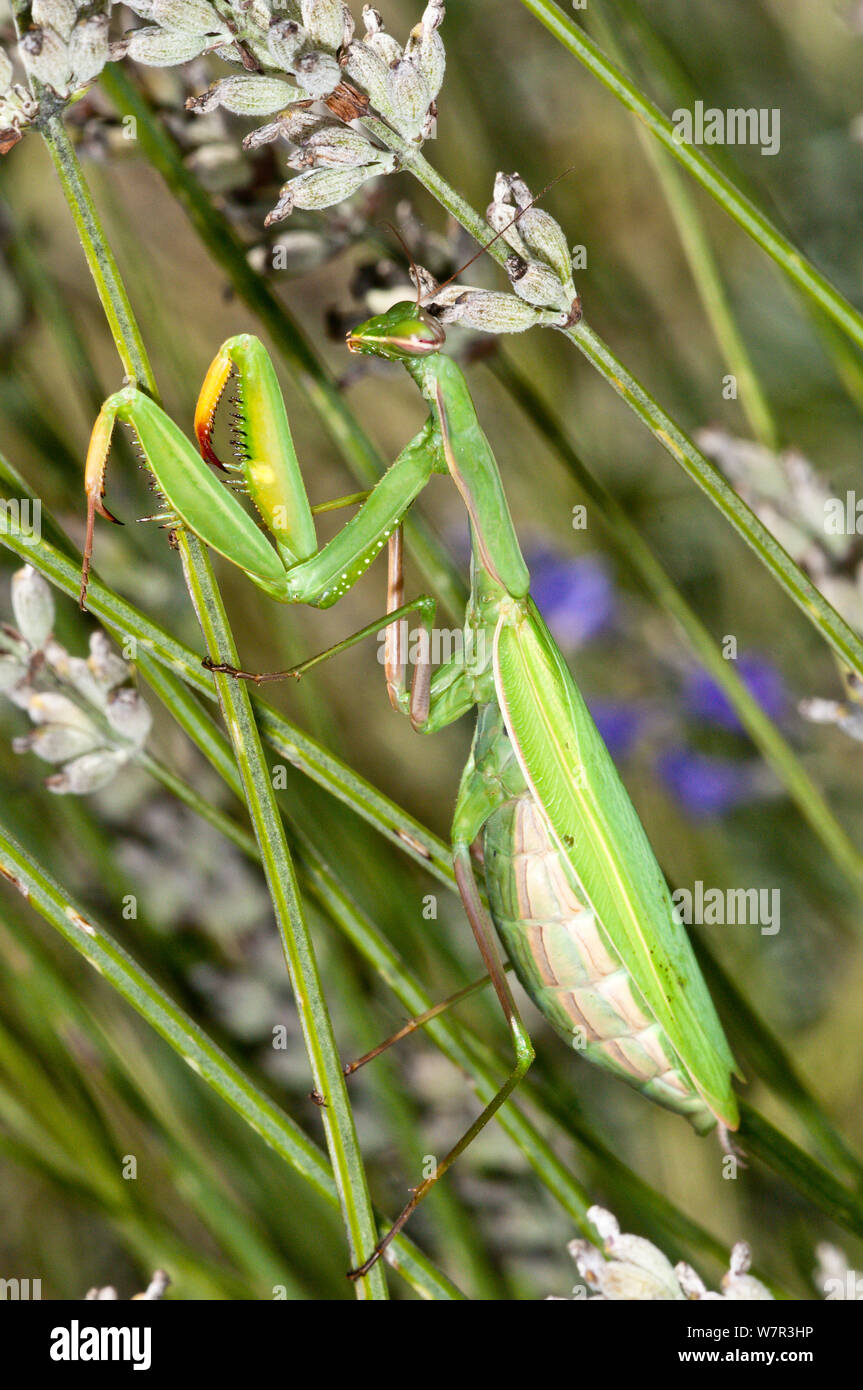 La mante religieuse (Mantis religiosa), femelle forme verte, le Podere Montecucco, Orvieto, Ombrie, Italie, Août Banque D'Images