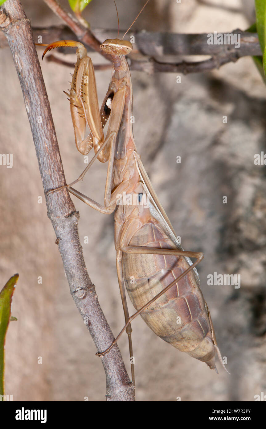 La mante religieuse (Mantis religiosa) femelle adulte en été, brun. Podere Montecucco, Orvieto, Ombrie, Italie, septembre Banque D'Images