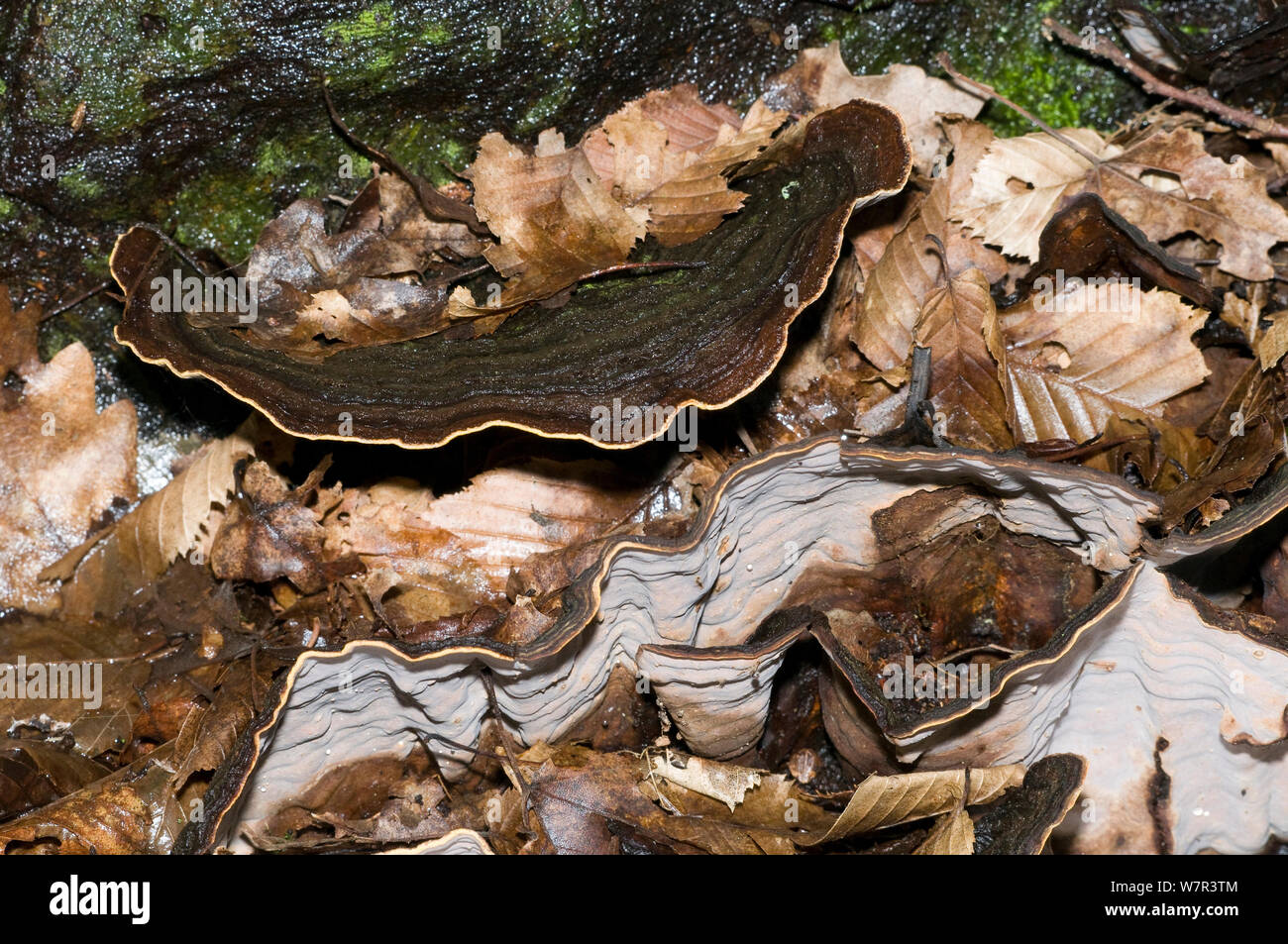 Champignon Polypore Smoky (Bjerkandera adusta) poussant sur un tronc de hêtre en décomposition, près de l'Torrealfina, Orvieto, Italie Banque D'Images