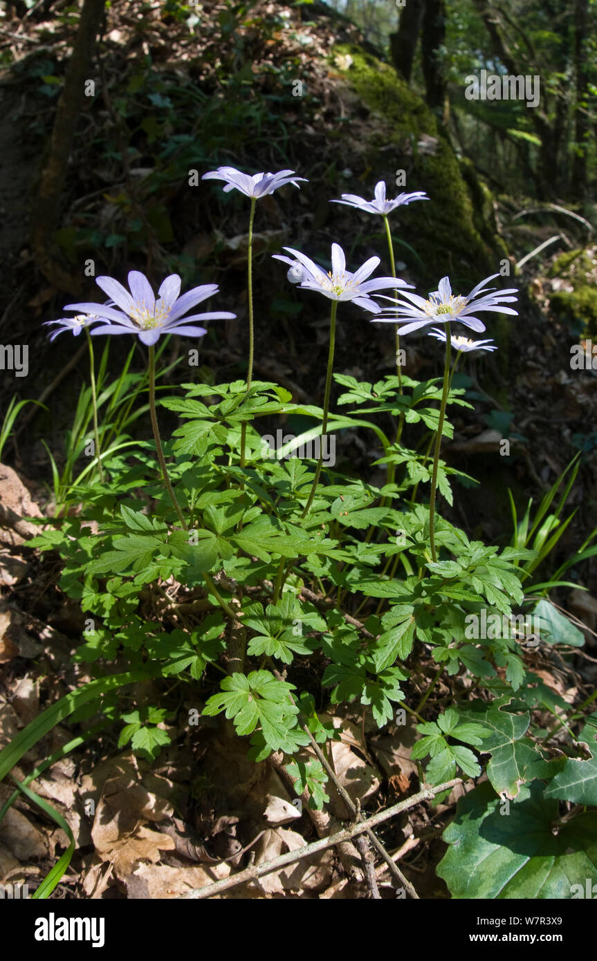 Anémone des Apennins (Anemone apennina) en fleur, Orvieto, Ombrie, Italie, Avril Banque D'Images