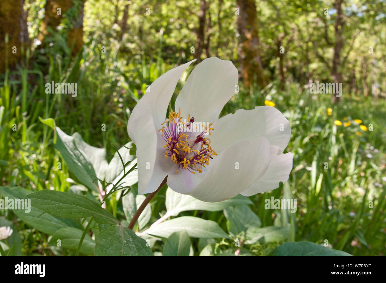La pivoine (Paeonia mascula mâle) en fleur, variété blanche trouvés dans le nord-est de la Sicile, Bosco di Ficuzza, Palerme, Sicile, Mai Banque D'Images