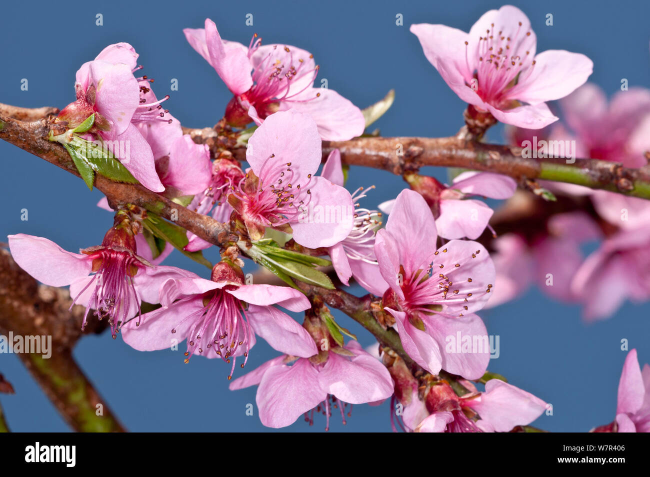 Fleurs de Pêcher (Prunus persica) dans jardin, Orvieto, Italie, Avril Banque D'Images