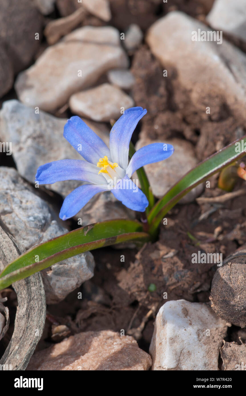 Dwarf glory of the snow (Chionodoxia nana) en fleurs, montagnes blanches au-dessus de Anopoli, Crète de l'Ouest, Avril Banque D'Images