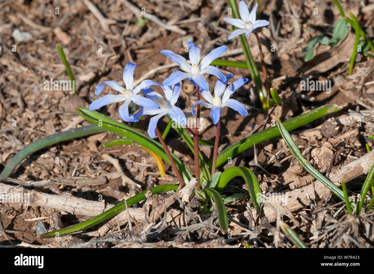 Dwarf glory of the snow (Chionodoxia nana) en fleurs, montagnes blanches au-dessus de Anopoli, Crète de l'Ouest, Avril Banque D'Images