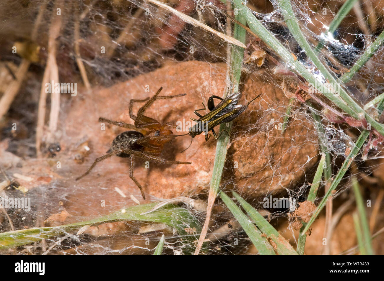 Spider web d'entonnoir (Lycosoides coarctata) avec les proies potentielles - un grillon (Gryllinae) nymphe, Gargano, Manfredonia, Puglia, Italie, mai Banque D'Images