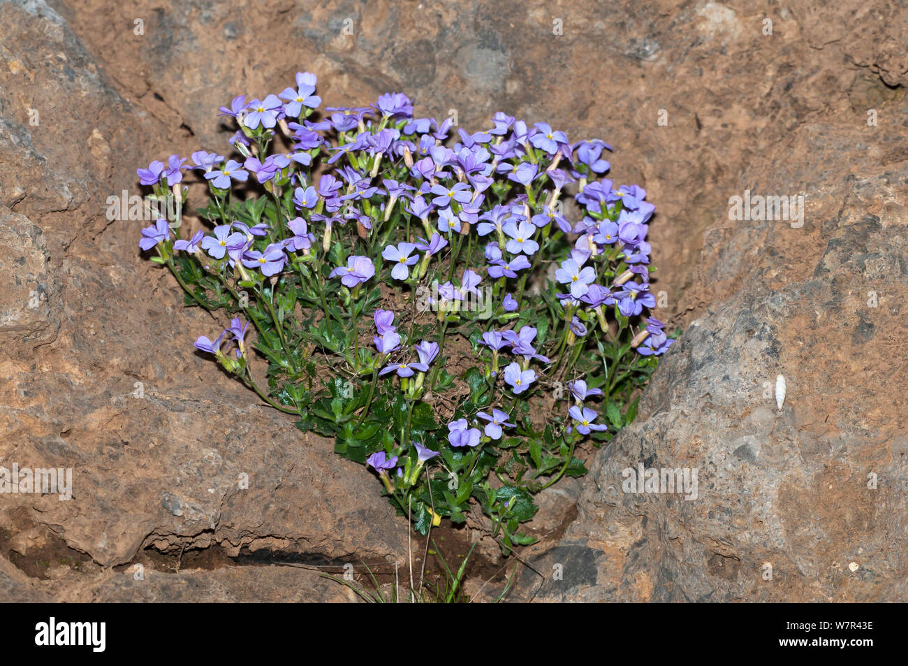 Aubretia Aubretia (nord) sur la route vers le plateau d'Omalos, Crète de l'Ouest, avril, Avril Banque D'Images