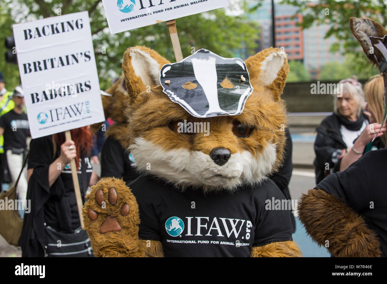 Personne dans un costume de renard, avec un masque de blaireau et d'un fonds international pour le bien-être des animaux, des costumes, à l'abattage du blaireau mars, Londres, 1er juin 2013 Banque D'Images