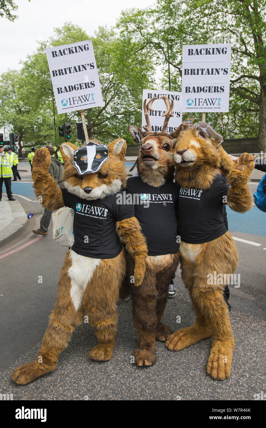 Les gens vêtus de Fox, le cerf et le lièvre costumes, avec un masque de blaireau et le Fonds international pour le bien-être des animaux, t-shirts, à l'abattage du blaireau mars, Londres, 1er juin 2013 Banque D'Images