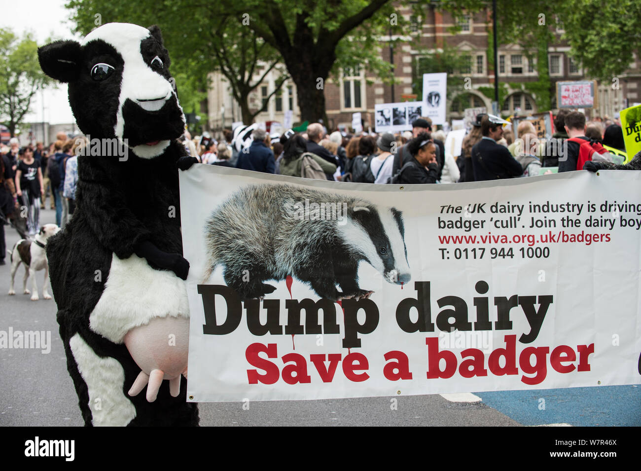 Personne s'habiller comme une vache avec un panneau qui dit 'dump dairy - Enregistrer un blaireau' encourager un boycott des produits laitiers, à l'abattage du blaireau, mars 1er juin 2013 à Londres. Usage éditorial uniquement. Banque D'Images