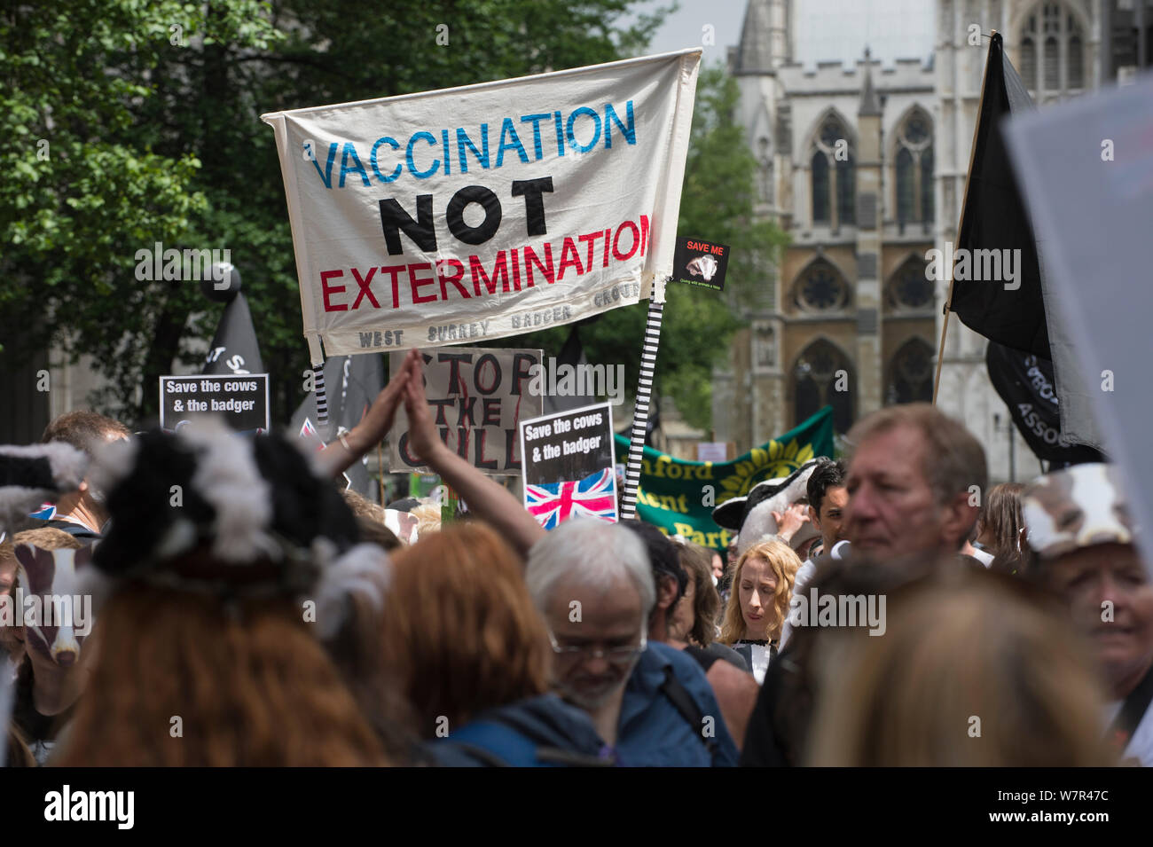 Groupe de manifestants anti à badger cull, mars avec signe qui indique 'pas de vaccination en dehors des extermination, les Maisons du Parlement, Londres, 1er juin 2013 Banque D'Images