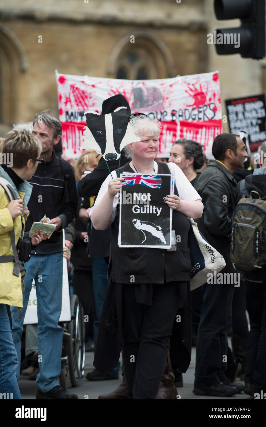 Blaireau anti cull marcher devant les Maisons du Parlement, holding sign disant 'Non coupable' London 01 Juin 2013 Banque D'Images