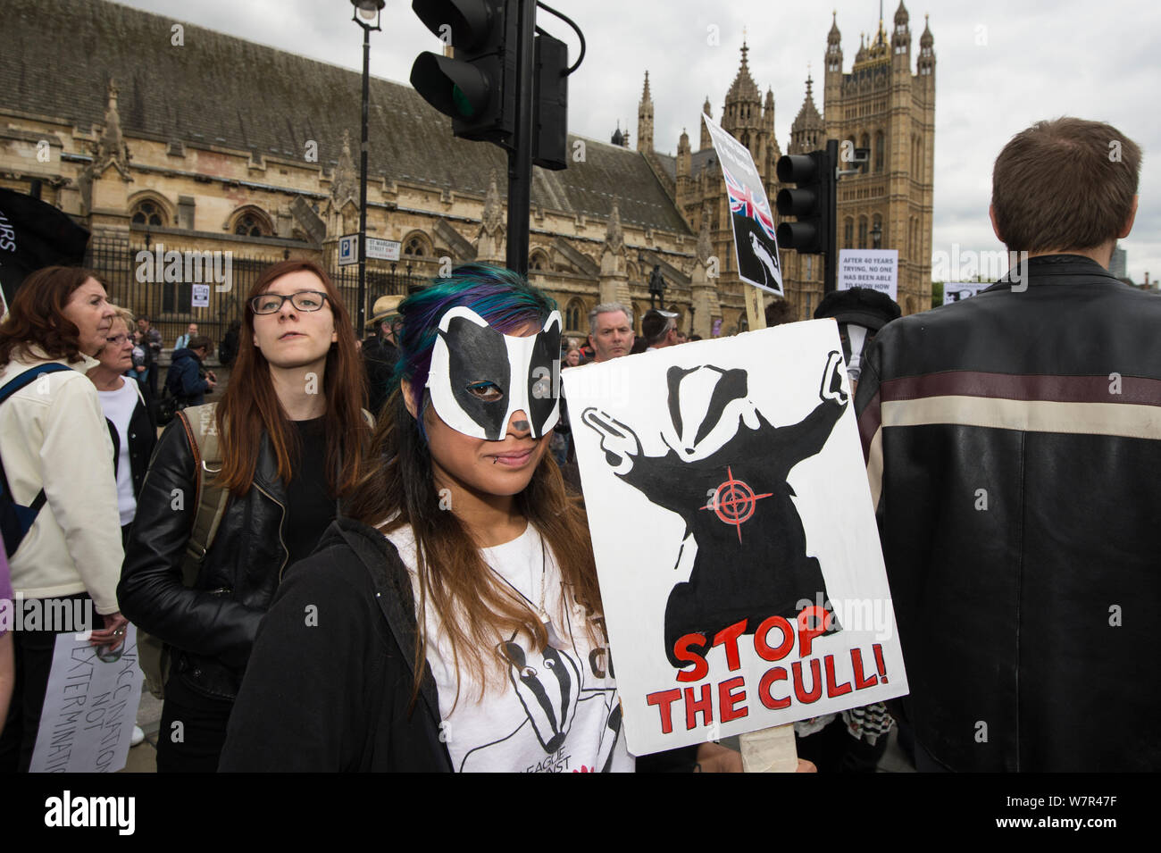 Femme avec masque de blaireau, et signe qui dit 'Stop' à l'abattage abattage anti blaireau mars, devant les Maisons du Parlement, Londres 1er juin 2013 Banque D'Images