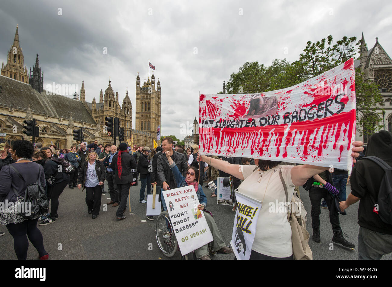 Femme avec une pancarte qui dit 'ne pas abattre nos peaux de blaireau anti à cull mars, devant les Maisons du Parlement, Londres 1er juin 2013 Banque D'Images