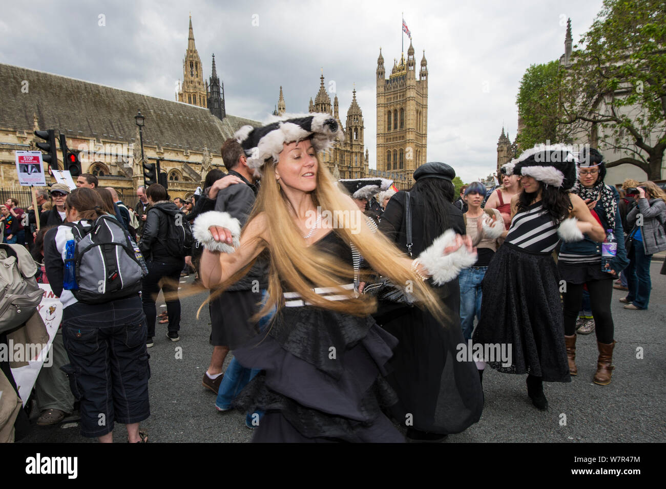 Danseurs de la Artful Badger Group, la danse en costumes, blaireau Blaireau anti cull mars, près des maisons du Parlement, Londres 1er juin 2013. Banque D'Images