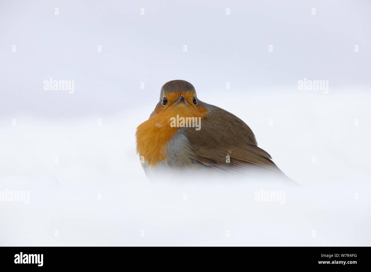 Robin (Erithacus rubecula aux abords) portrait, sitting in snow Oisterwijk, Pays-Bas. Janvier Banque D'Images Robin (Erithacus rubecula aux abords) portrait, sitting in snow Oisterwijk, Pays-Bas. Janvier Banque D'Images
