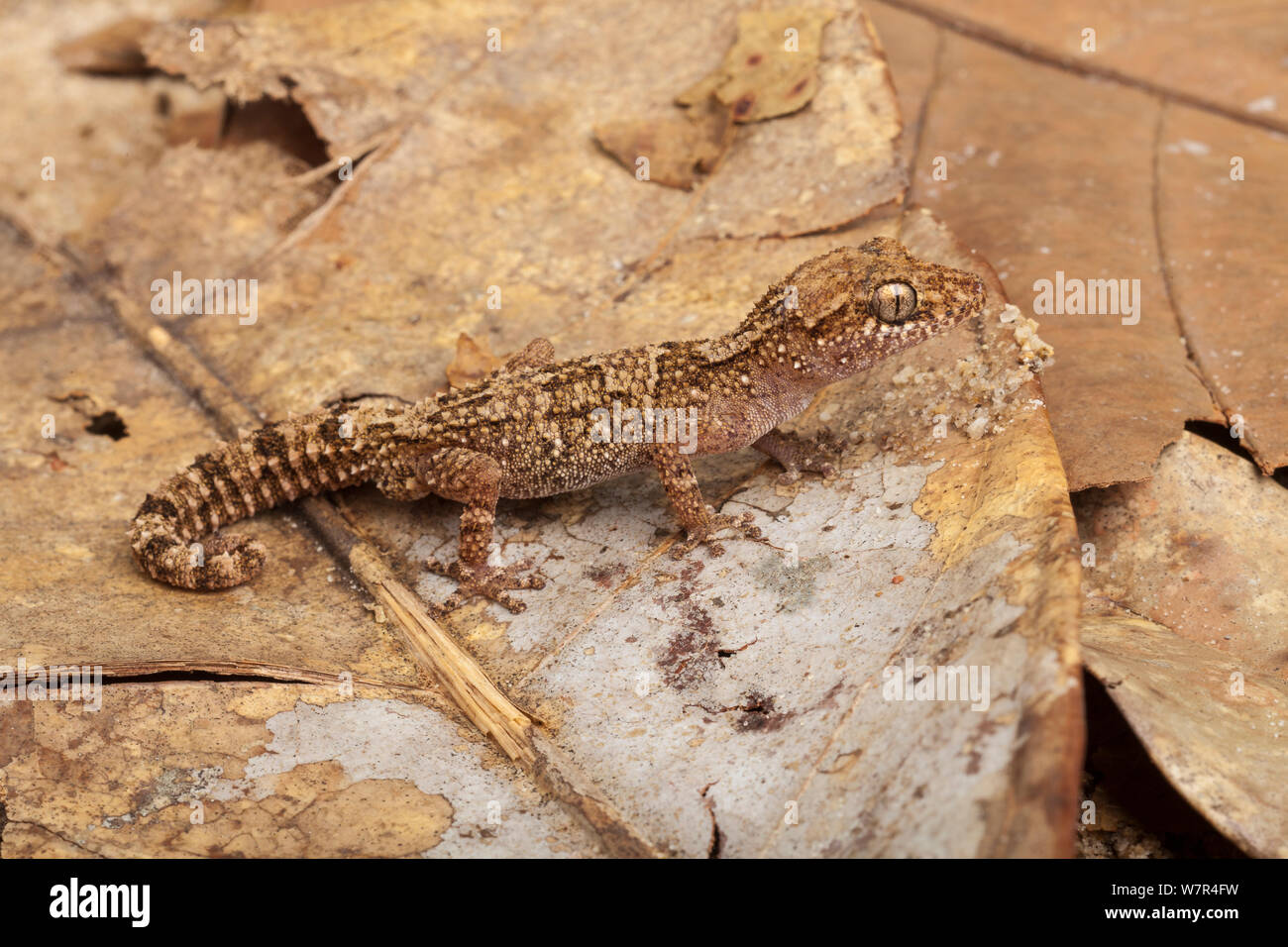 Vazimba Gecko (Paroedura vazimba). Madagascar. Banque D'Images