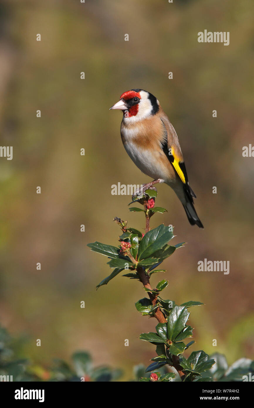 Chardonneret (Carduelis carduelis) perché sur le jardin d'arbustes Berberis dans Cheshire, Royaume-Uni, Mars Banque D'Images
