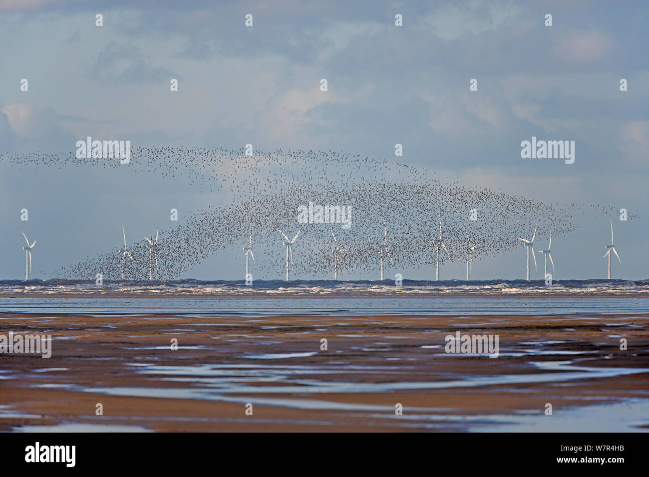 Bécasseau maubèche (Calidris canutus) cheptels dans vol au-dessus de la baie de Liverpool avec wind turbine à l'arrière-plan la baie de Liverpool, UK, Novembre Banque D'Images