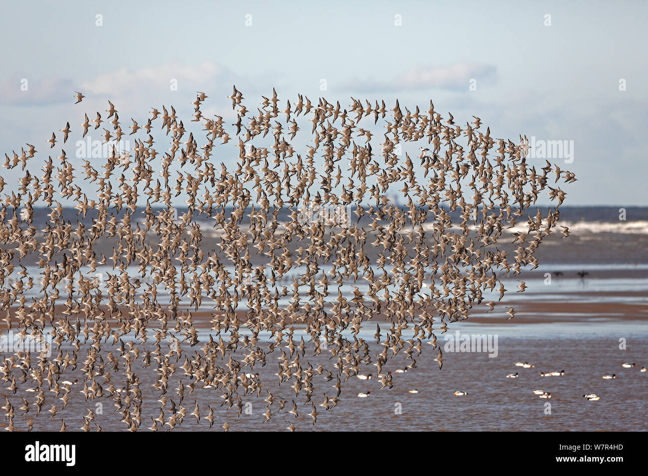 Bécasseau maubèche (Calidris canutus) cheptels dans vol au-dessus de la baie de Liverpool, UK, Novembre Banque D'Images