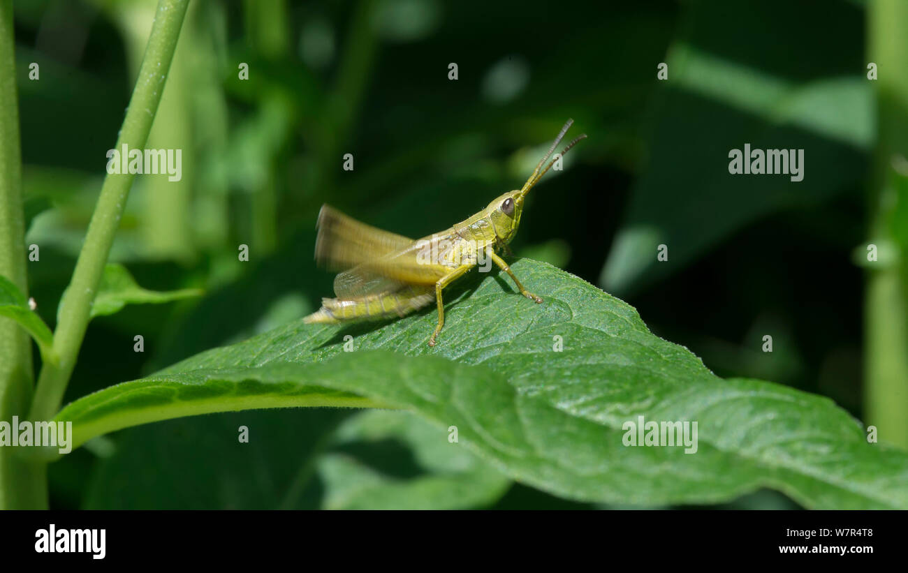 Or une grande sauterelle (Chrysochraon dispar) Finlande, Juillet Banque D'Images