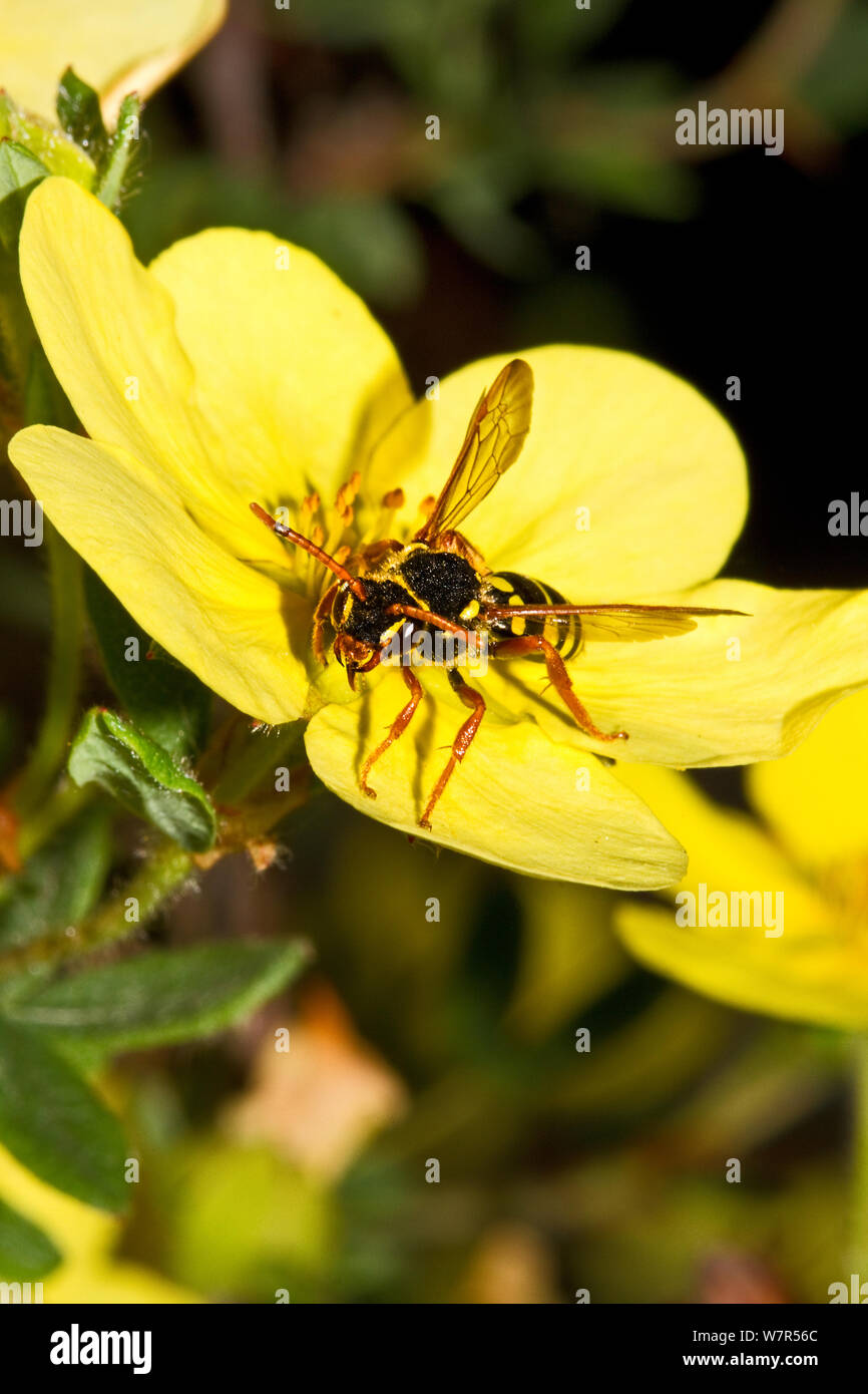 Gooden's Nomad (abeille Nomada goodeniana) se nourrissant de potentille (Potentilla) Lewisham, Londres, Banque D'Images