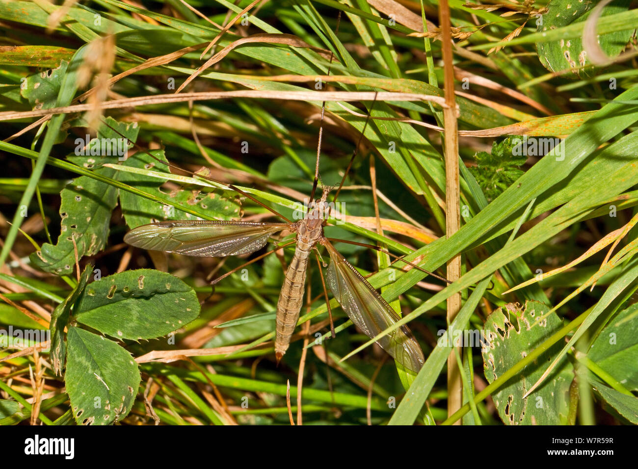 Tipule (Tipula paludosa) mâle, Lewisham, Londres, Août Banque D'Images