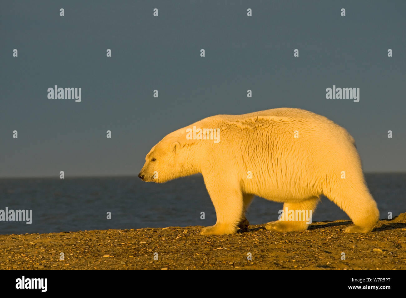 L'ours polaire (Ursus maritimus) promenades le long d'une barrière île au début de l'automne, Bernard Spit, au large de la zone 1002 de l'Arctic National Wildlife Refuge, versant nord, l'Alaska, mer de Beaufort Banque D'Images