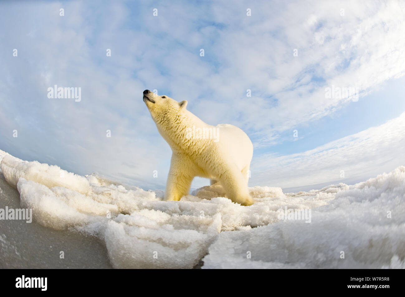 L'ours polaire (Ursus maritimus) 4-5 ans sur la banquise, low angle shot, au large de la zone 1002 de l'Arctic National Wildlife Refuge, versant nord de la chaîne de Brooks, de l'Alaska, la mer de Beaufort, l'automne Banque D'Images