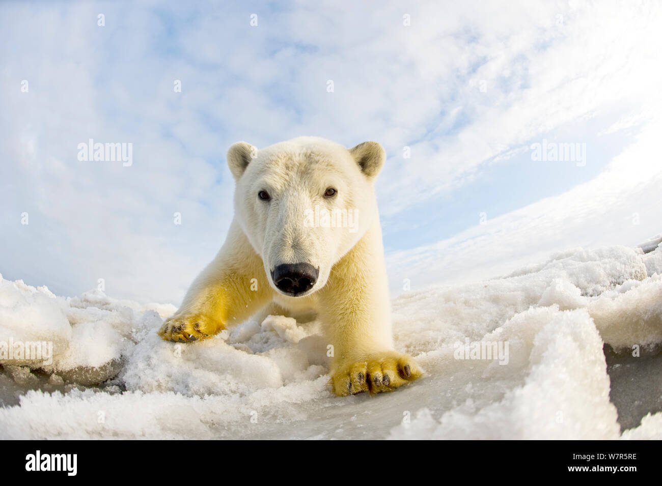 L'ours polaire (Ursus maritimus) caméra chargée sur la banquise au large de la zone 1002 de l'Arctic National Wildlife Refuge, versant nord de la chaîne de Brooks, de l'Alaska, la mer de Beaufort, l'automne Banque D'Images