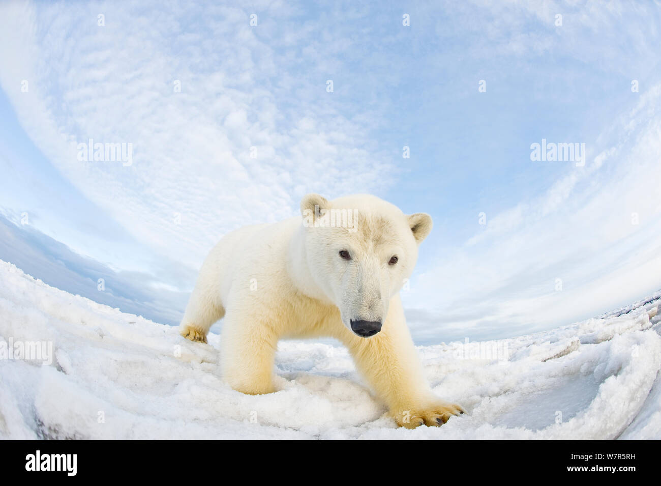 L'ours polaire (Ursus maritimus) caméra chargée sur la banquise au large de la zone 1002 de l'Arctic National Wildlife Refuge, versant nord de la chaîne de Brooks, de l'Alaska, la mer de Beaufort, l'automne Banque D'Images