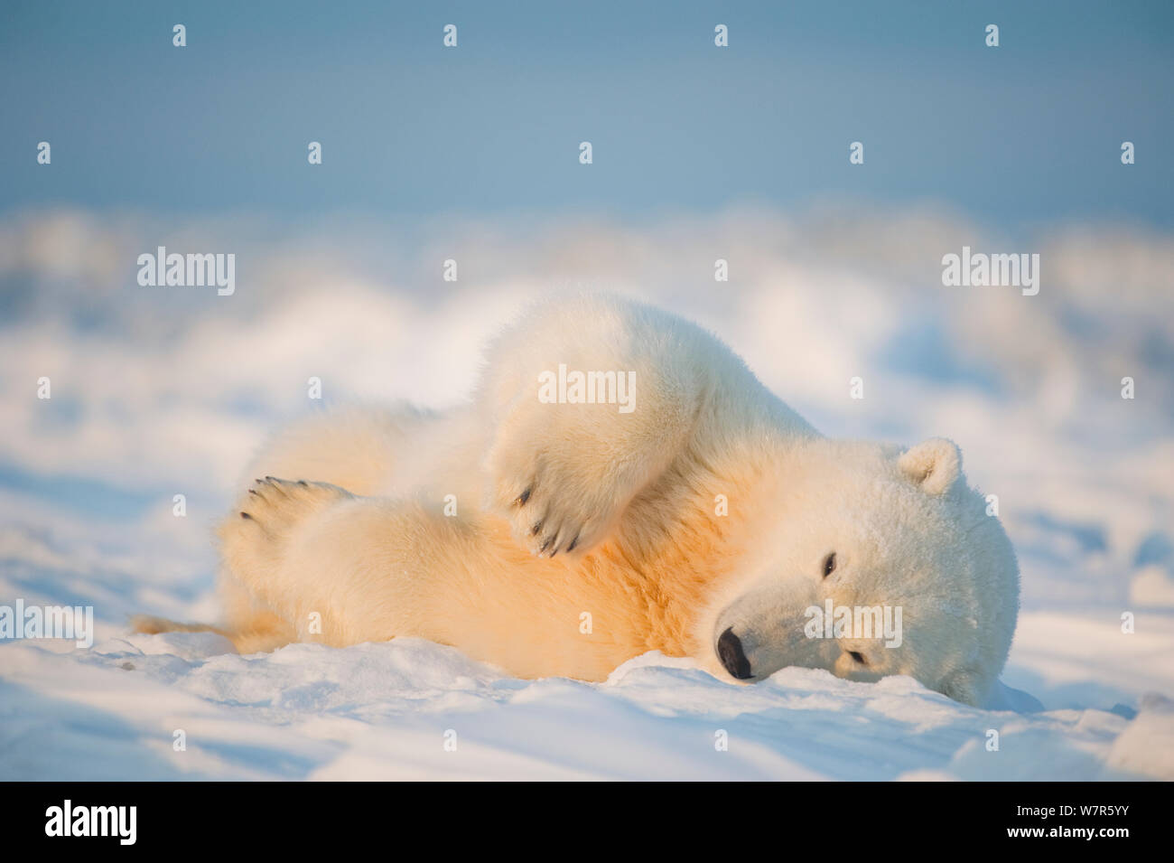 L'ours polaire (Ursus maritimus) jeune homme roulant autour sur le nouveau pack congelés, la mer de Beaufort, au large de la zone 1002 de l'Arctic National Wildlife Refuge, versant nord, Alaska Banque D'Images