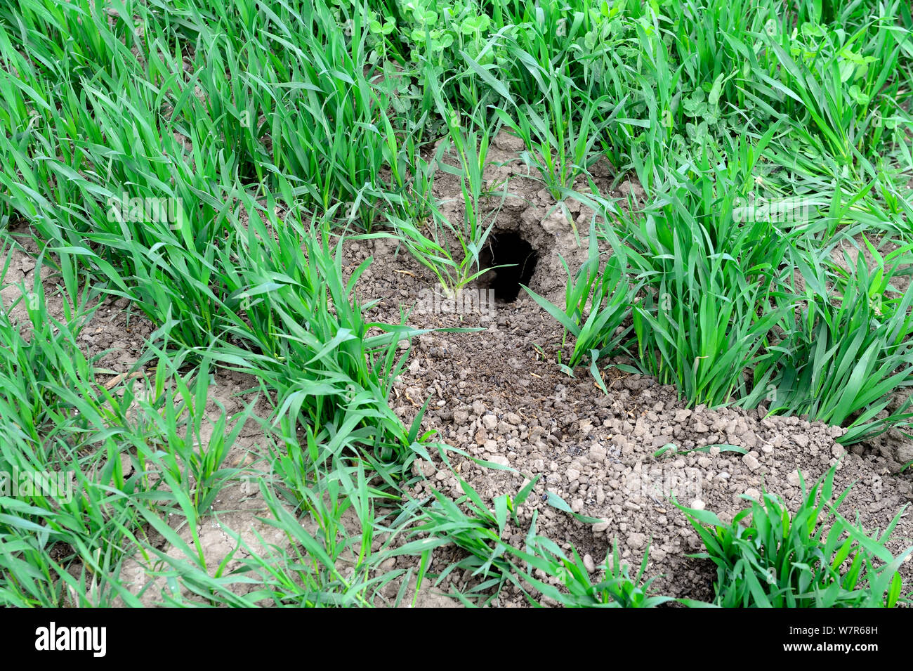 Burow du hamster commun (Cricetus cricetus) dans un champ de blé, Alsace, France, Avril Banque D'Images