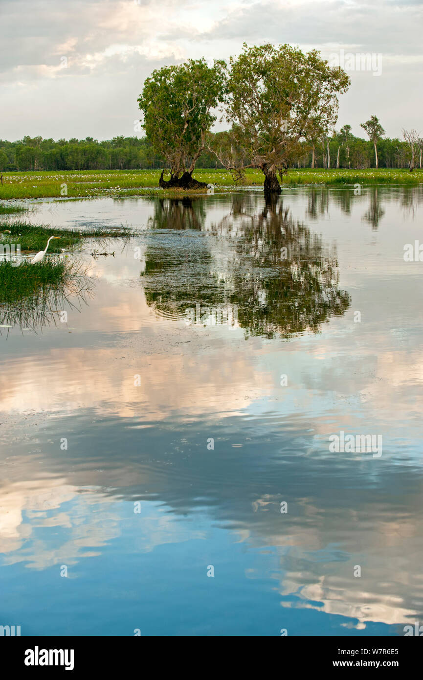 Les eaux jaune, au sud de la rivière Crocodile, le Kakadu National Park, Territoire du Nord, Australie, juin 2010 Banque D'Images