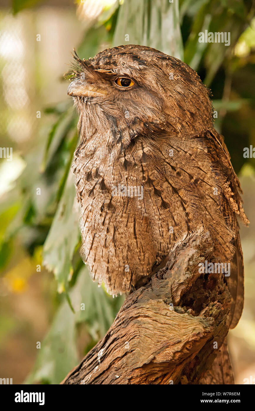 Une grille supérieure de papou (Podargus papuensis) debout sur tronc de l'arbre, l'habitat faunique, Queensland, Australie, captive Banque D'Images