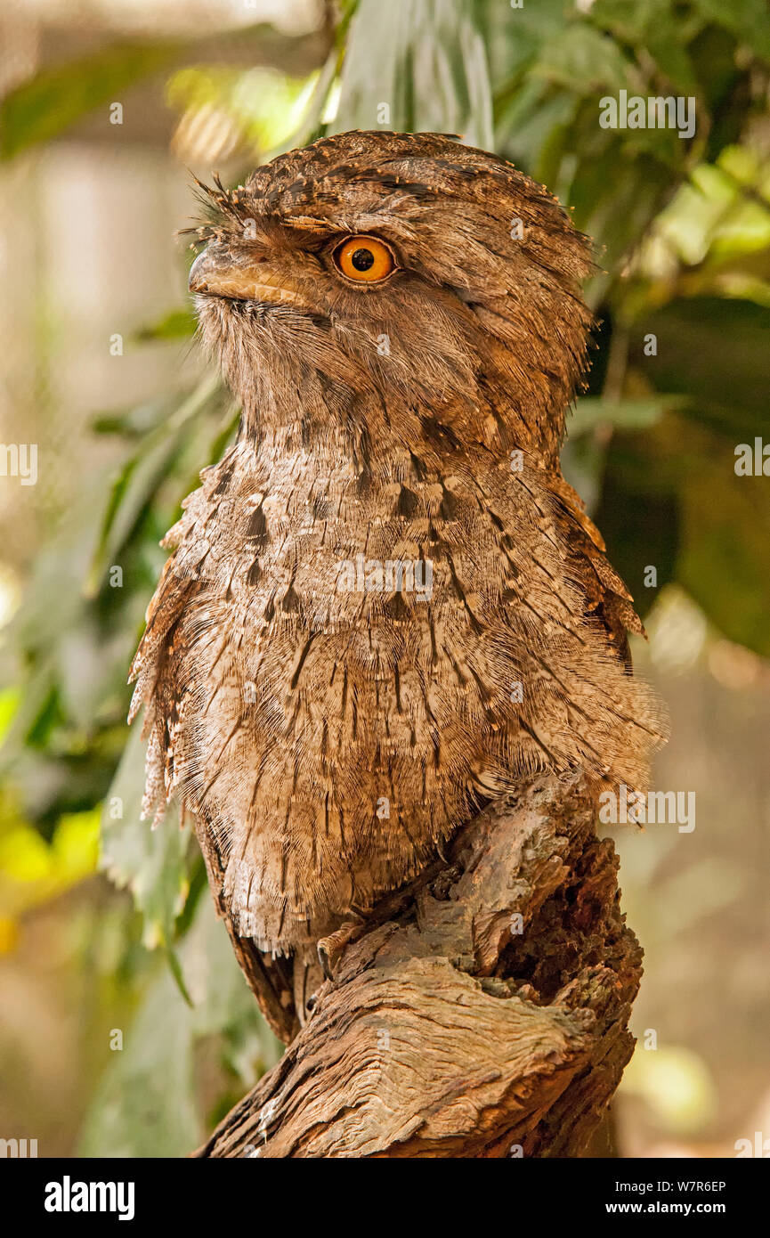 Une grille supérieure de papou (Podargus papuensis) debout sur tronc de l'arbre, l'habitat faunique, Queensland, Australie, captive Banque D'Images