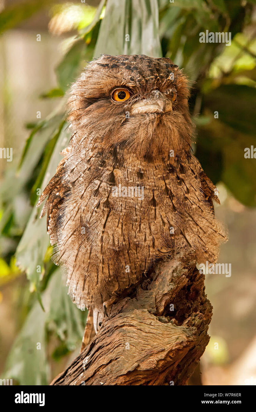 Une grille supérieure de papou (Podargus papuensis) debout sur tronc de l'arbre, l'habitat faunique, Queensland, Australie, captive Banque D'Images