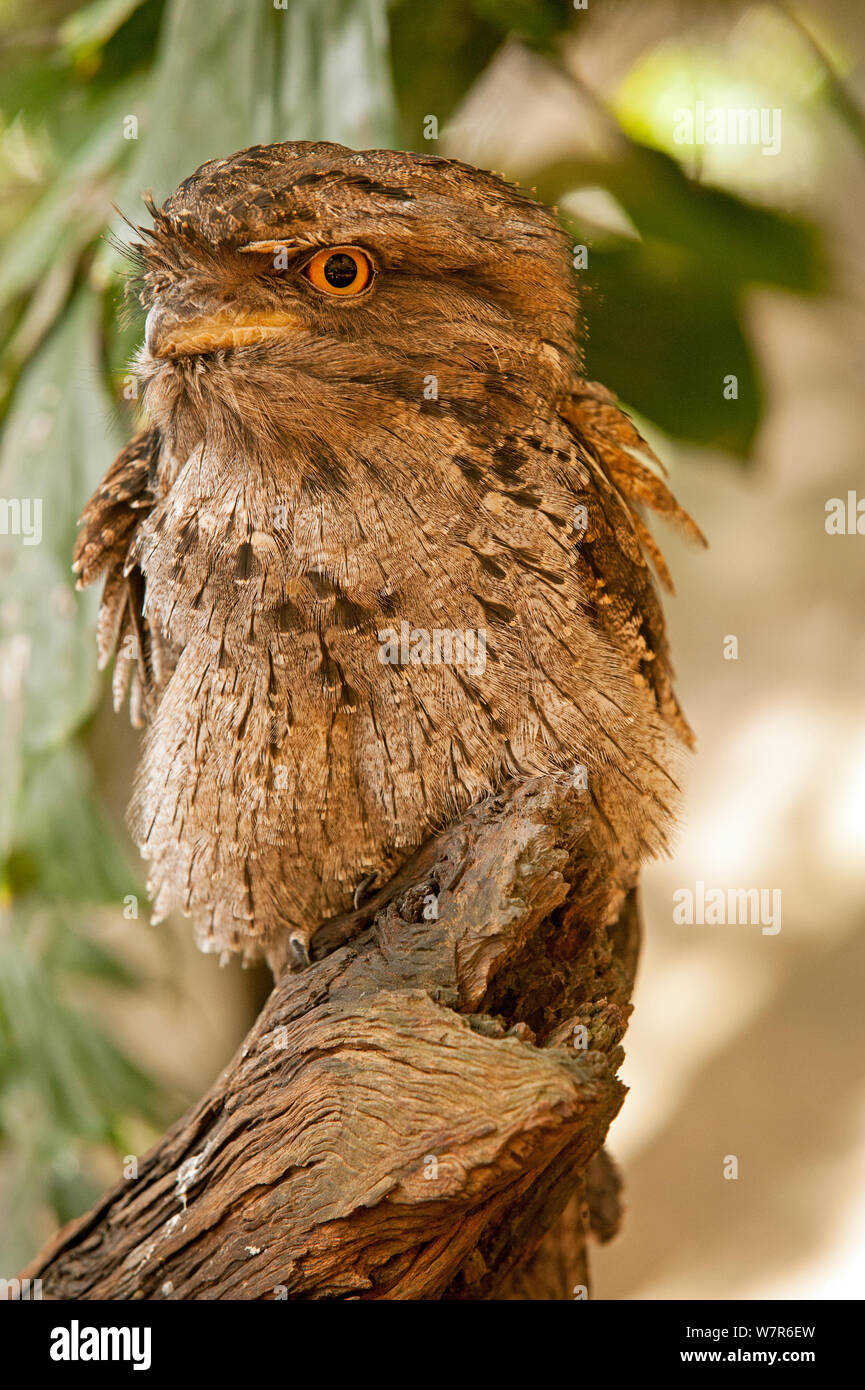 Une grille supérieure de papou (Podargus papuensis) debout sur tronc de l'arbre, l'habitat faunique, Queensland, Australie, captive Banque D'Images