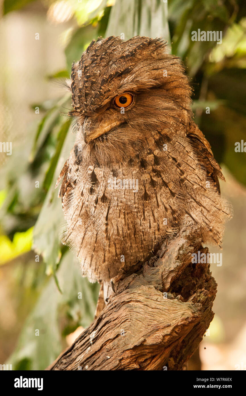 Une grille supérieure de papou (Podargus papuensis) debout sur tronc de l'arbre, l'habitat faunique, Queensland, Australie, captive Banque D'Images