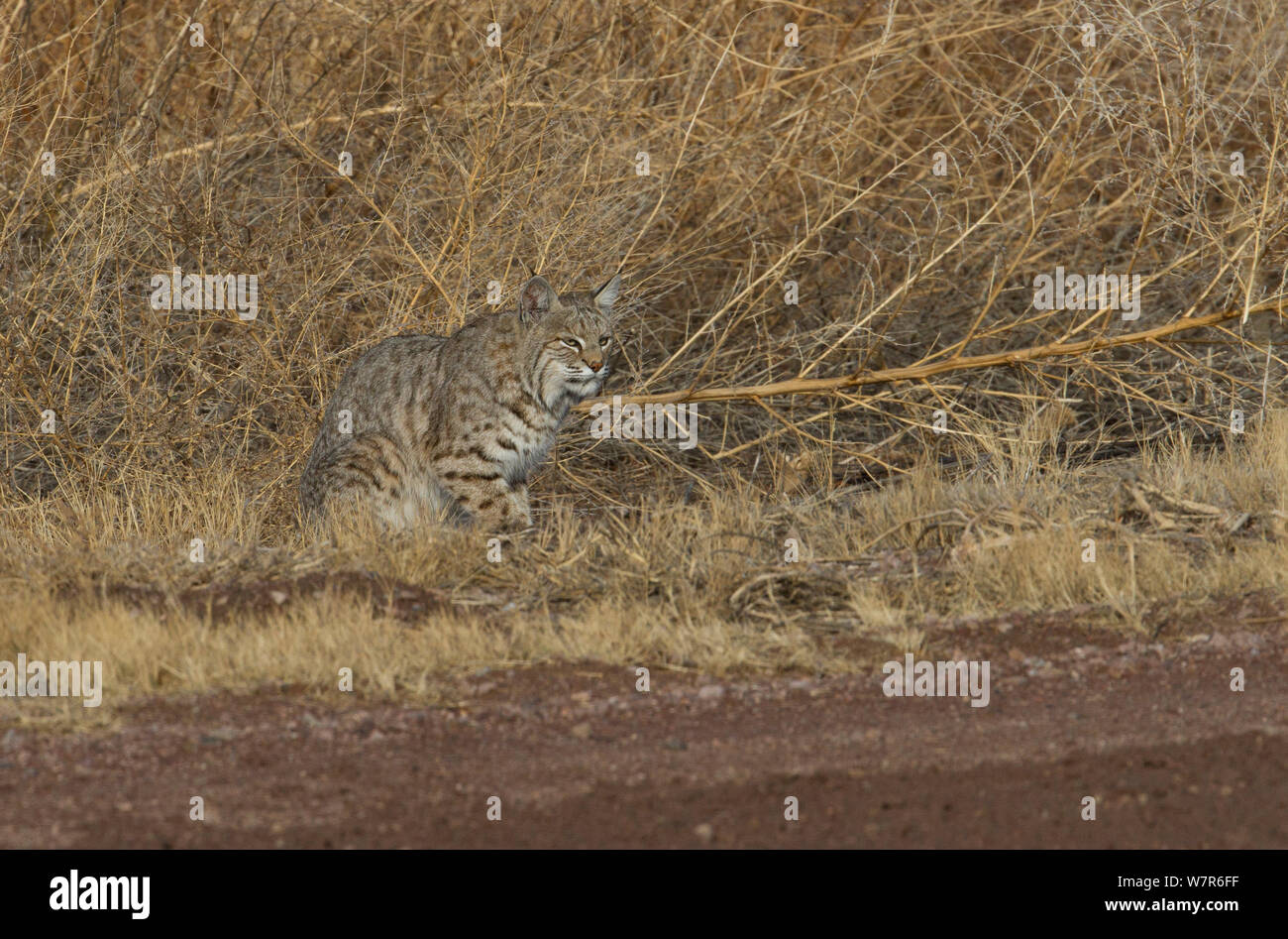 Wild Lynx roux (Lynx rufus) assis à côté d'un canal d'irrigation dans la région de Bosque del Apache, New Mexico, USA, Banque D'Images