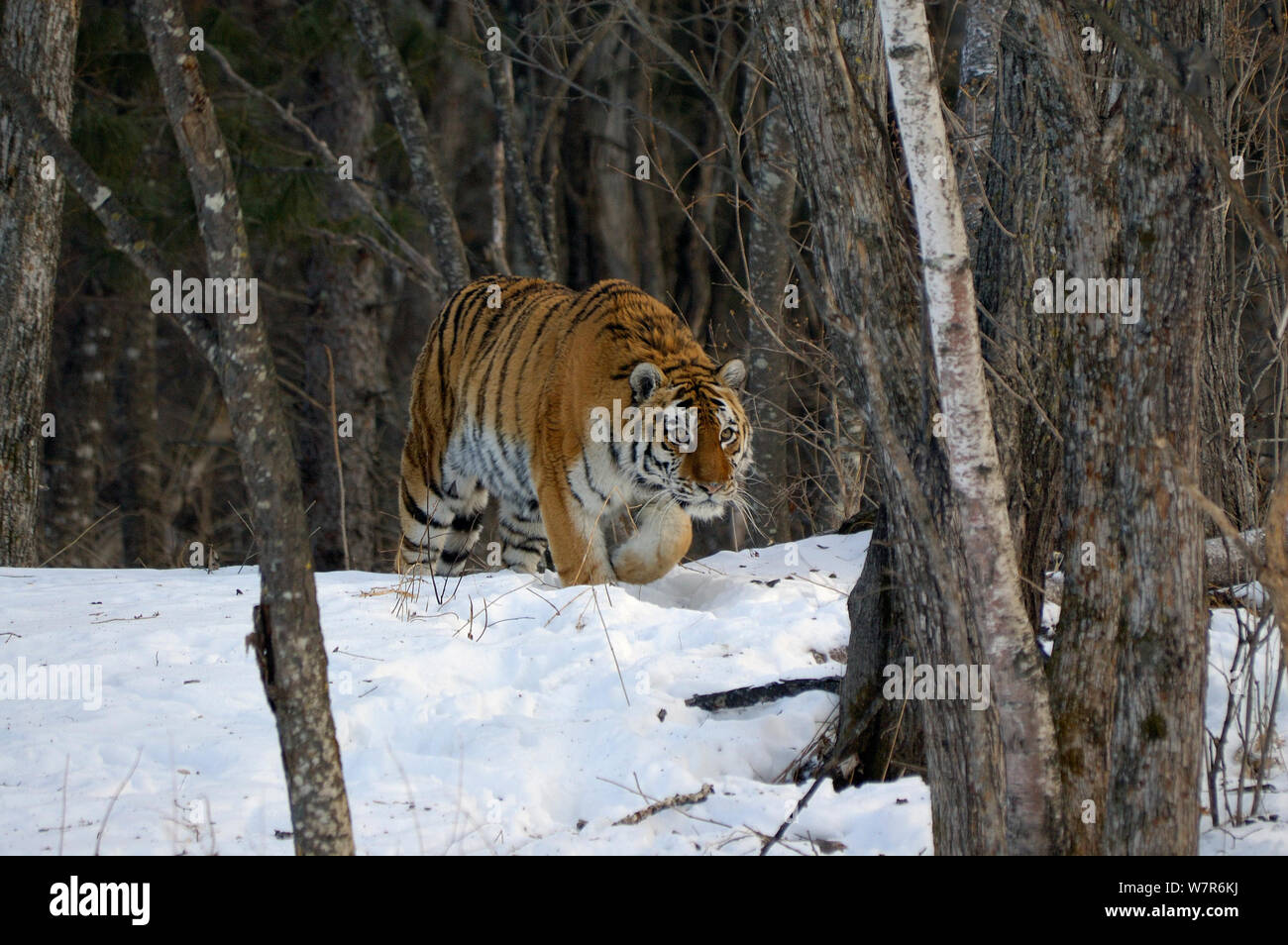 Amur / tigre de Sibérie (Panthera tigris altaica), femelle à l'état sauvage, dans les forêts, les Lazovskiy zapovednik / Lazo Réserver zone protégée/ Primorskiy krai, loin dans l'Est de la Russie, Février 2012 Banque D'Images