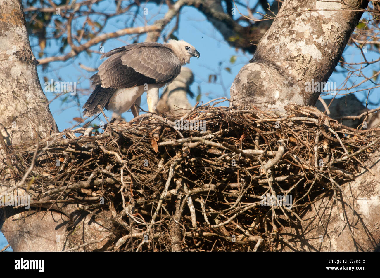 Harpie féroce (Harpia harpyja) poussin dans le nid. Pousada Currupira d'Araras, au sud-ouest du Brésil. Banque D'Images