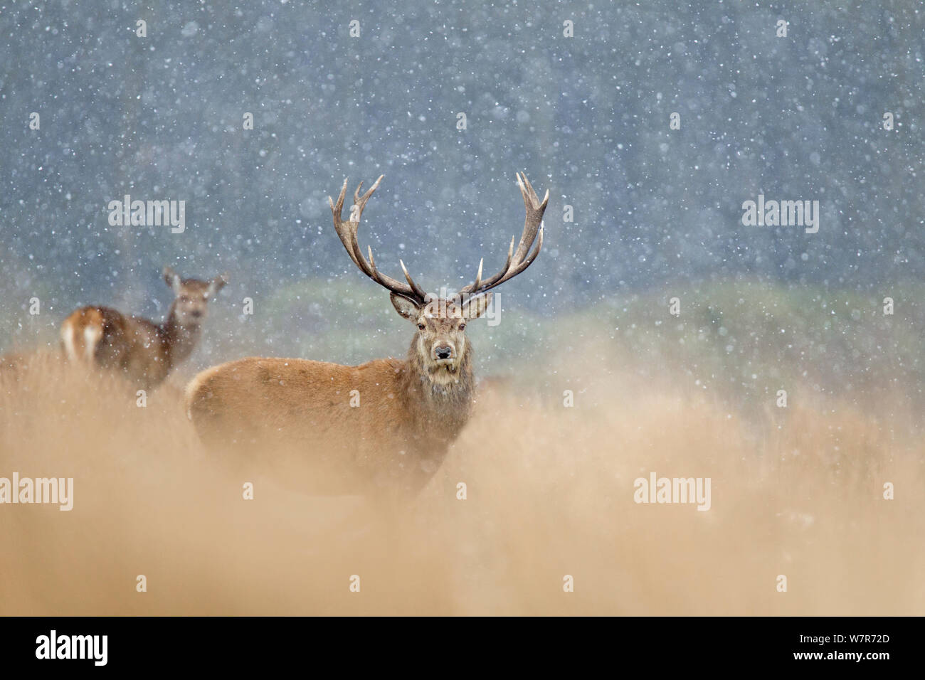 Red Deer (Cervus elaphus) cerf dans la neige lourde, Cheshire, Royaume-Uni, Mars Banque D'Images