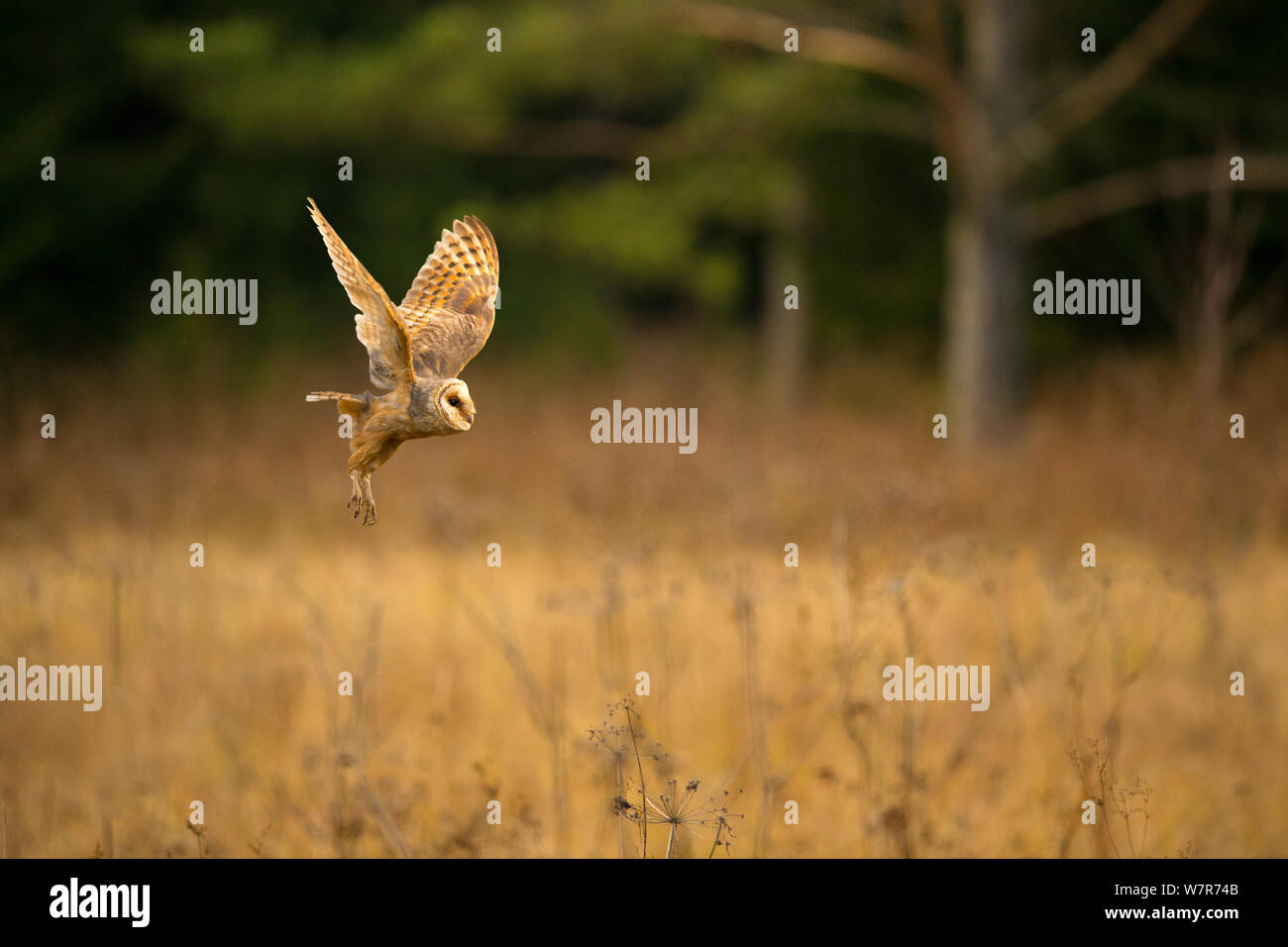 Effraie des clochers (Tyto alba) en vol dans la lumière du soir, la République tchèque, janvier Banque D'Images